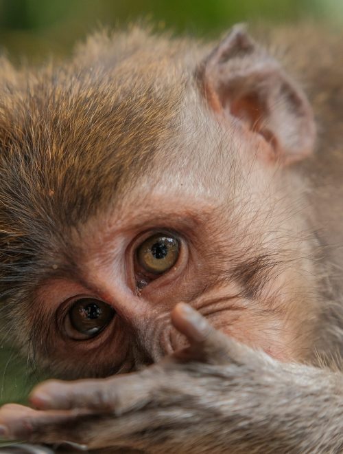 Ubud Art Village, Monkey Forest & Kecak Dance Day Tour