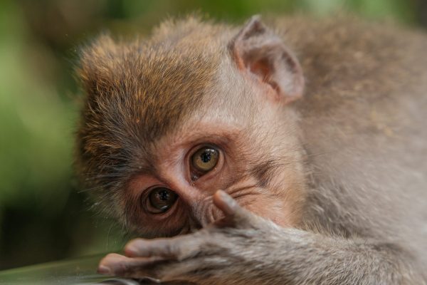 Ubud Art Village, Monkey Forest & Kecak Dance Day Tour