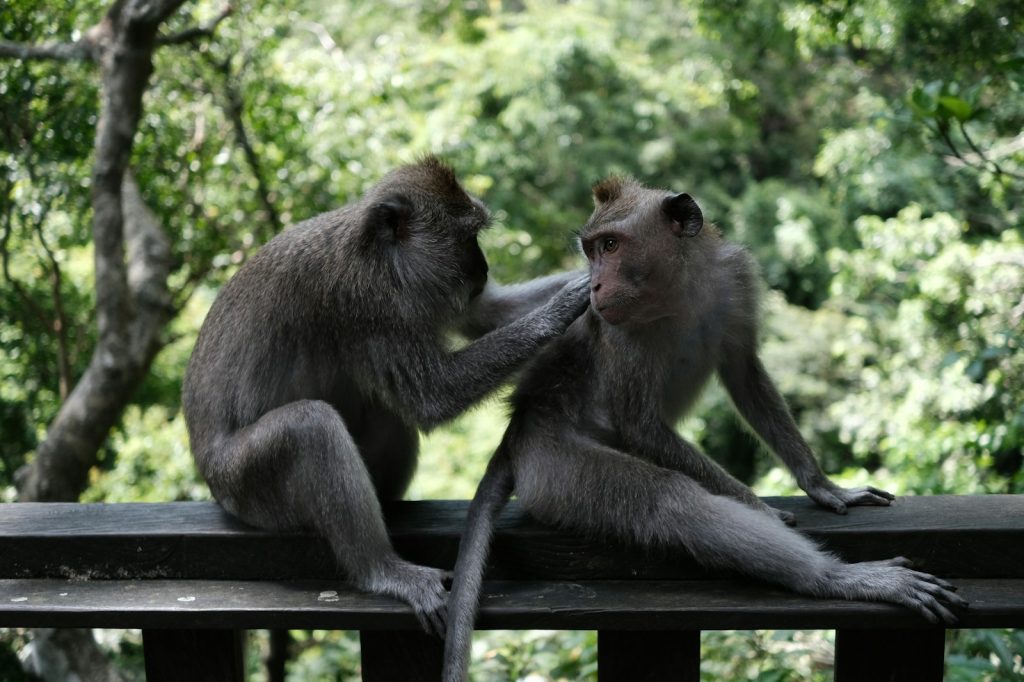 a couple of monkeys sitting on top of a wooden fence